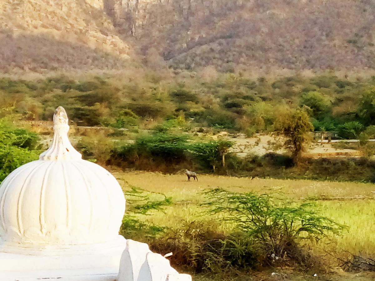 Ranthambhore Tiger Valley Sawai Madhopur Exterior foto